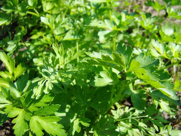 Parsley kind of herbs — Stock Photo, Image