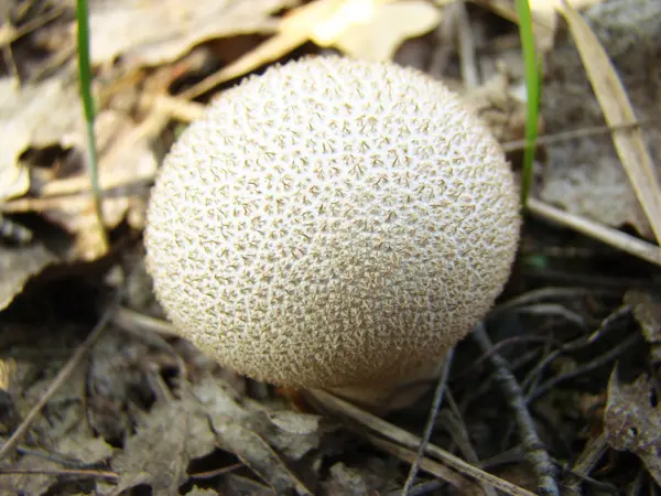 Mushroom raincoat in nature — Stock Photo, Image