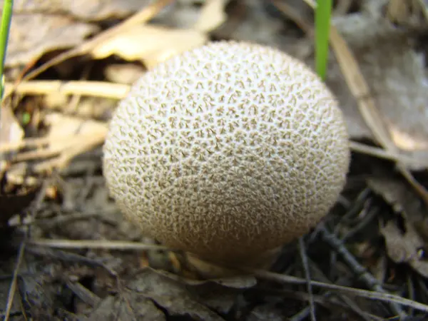 Impermeable hongo en la naturaleza — Foto de Stock