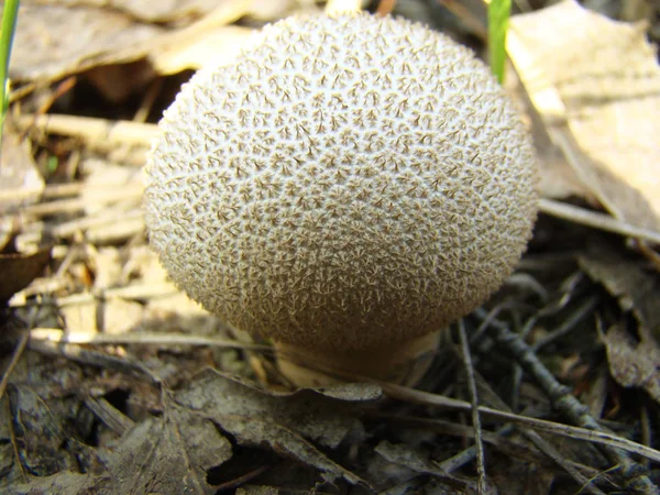 Impermeable hongo en la naturaleza — Foto de Stock