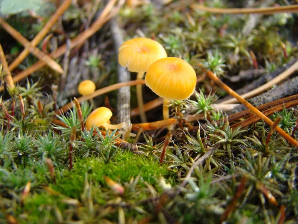 Mushroom toadstool macro — Stock Photo, Image