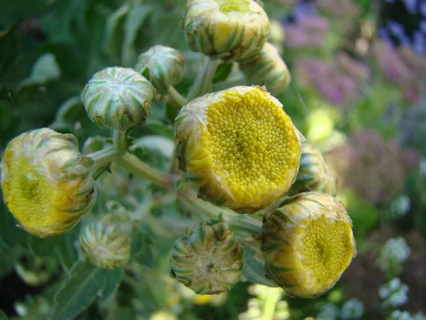 Chrysanten in bloei — Stockfoto