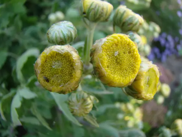 Chrysanten in bloei — Stockfoto