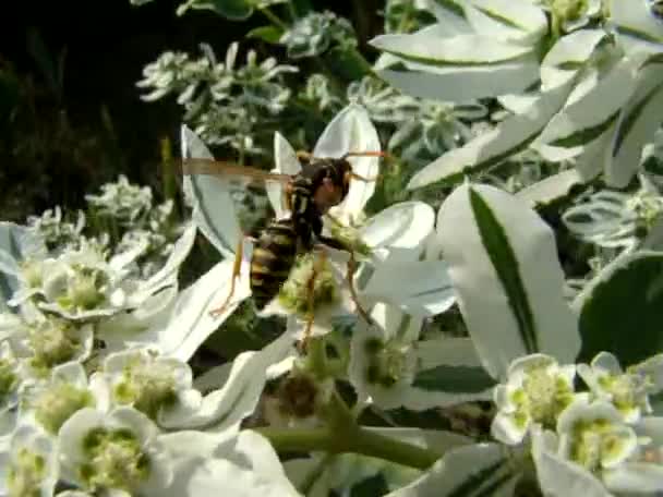 Wespen bestäuben Pflanzen — Stockvideo
