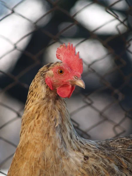 Roosters and chickens — Stock Photo, Image