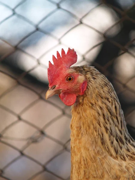 鶏と鶏 — ストック写真
