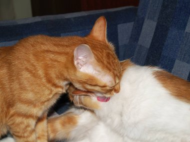 Kedi evde beslenen hayvan türlerine refakatçi hayvanlar biri