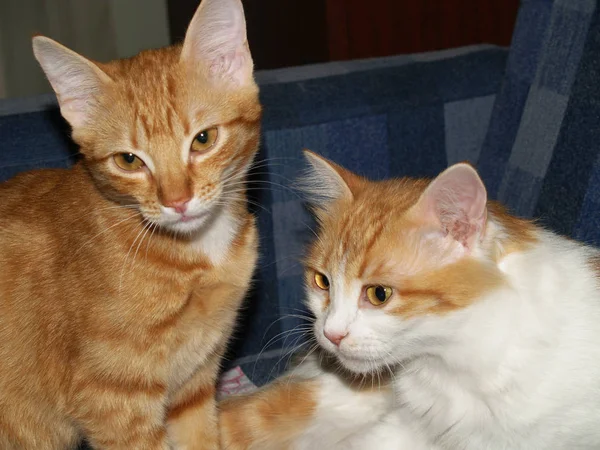 Gato Mascota Uno Los Animales Compañía Más Populares —  Fotos de Stock