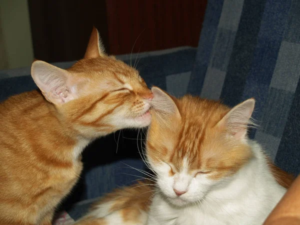 Kedi Evde Beslenen Hayvan Türlerine Refakatçi Hayvanlar Biri — Stok fotoğraf