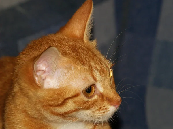 Macska Kisállat Egyike Leg Népszerű Társ Állatok — Stock Fotó