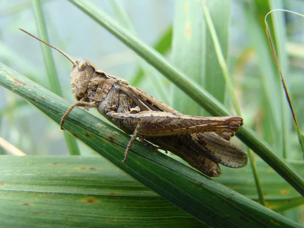 Grasshopper en la hoja de hierba — Foto de Stock