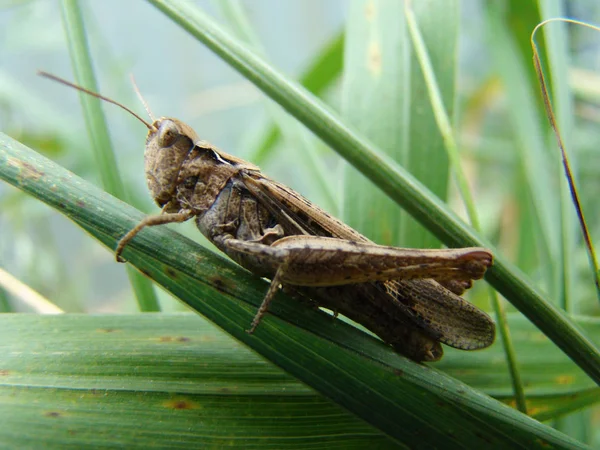 Grasshopper en la hoja de hierba —  Fotos de Stock