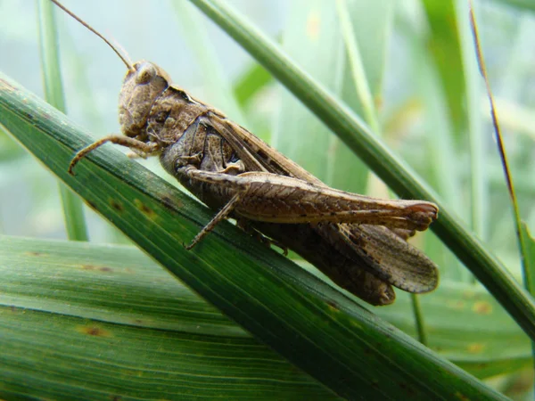 Grasshopper en la hoja de hierba — Foto de Stock