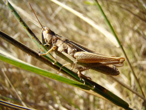 Grasshopper en la hoja de hierba — Foto de Stock