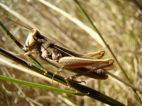 Grasshopper en la hoja de hierba — Foto de Stock