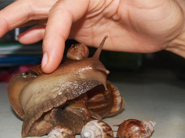 Caracol Achatina adulto — Fotografia de Stock