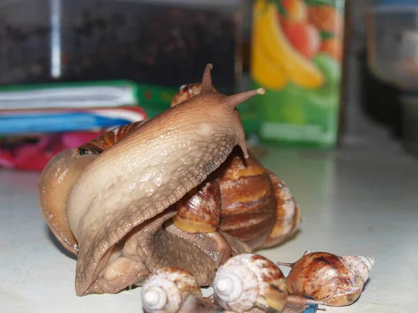 Caracol Achatina adulto — Foto de Stock