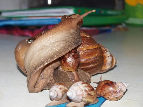 Ślimaka Achatina dorosły — Zdjęcie stockowe
