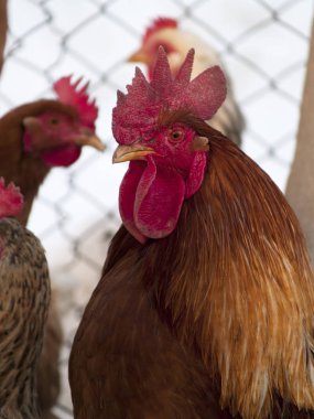 Tavuk coop yakın çekim