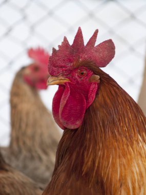 Tavuk coop yakın çekim