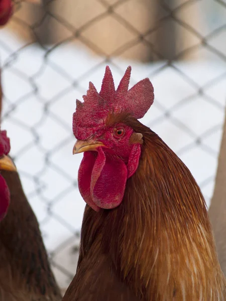 Csirke coop közelről — Stock Fotó