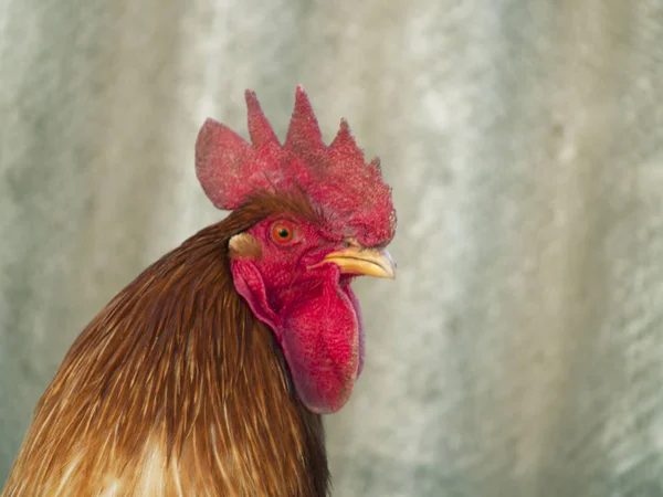 Chicken coop close-up — Stock Photo, Image