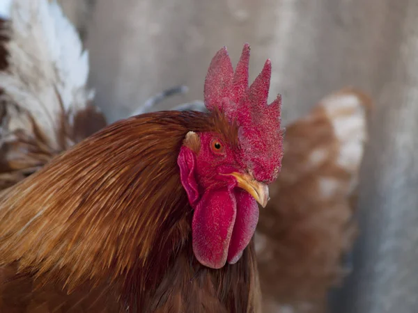 Csirke coop közelről — Stock Fotó