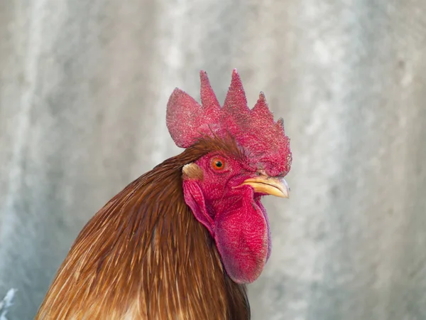 Chicken coop close-up — Stock Photo, Image