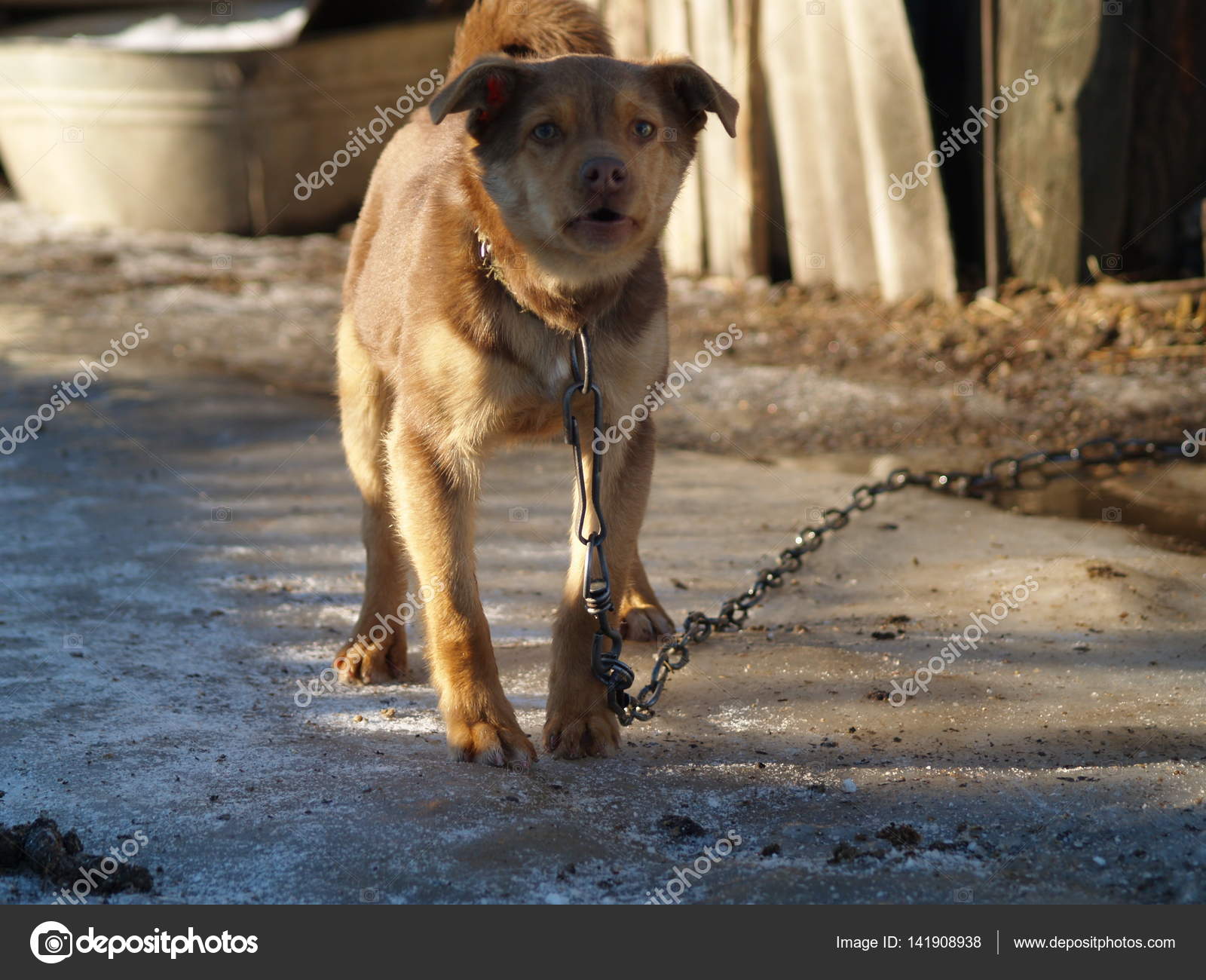 dog barks at passers by