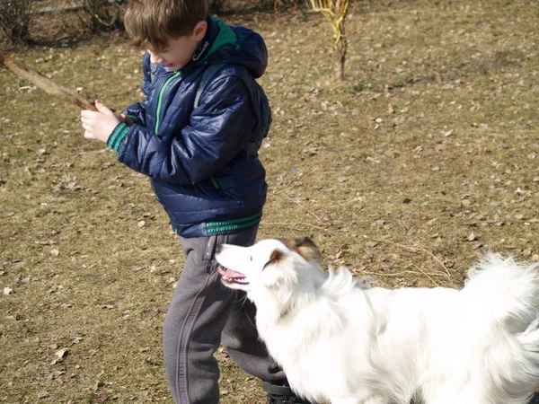 Çocuk onun köpek eğitim — Stok fotoğraf