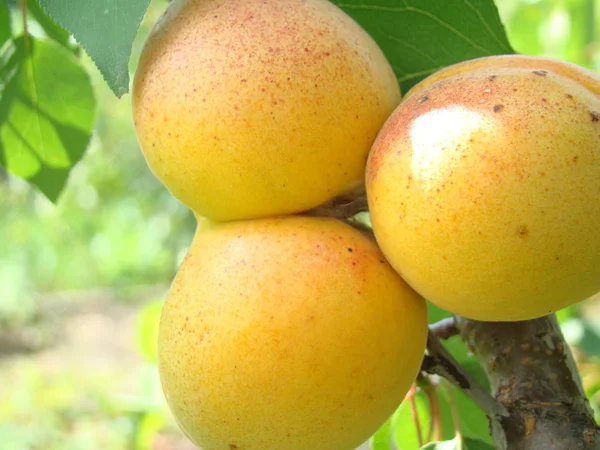 Mogen aprikos frukt på trädet — Stockfoto