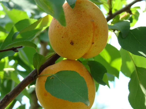 Ripe apricot fruit on the tree — Stock Photo, Image