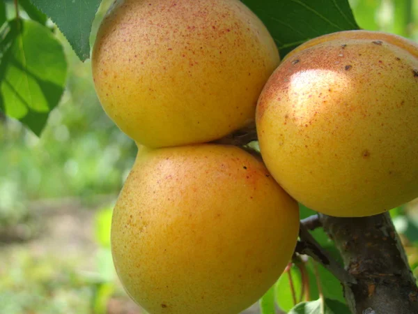 Mogen aprikos frukt på trädet — Stockfoto