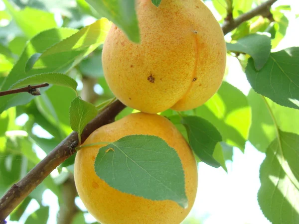 Olgun kayısı meyve ağacı üzerinde — Stok fotoğraf