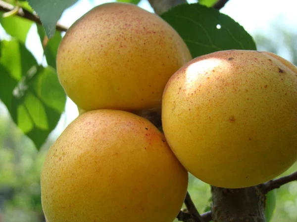 Fruta madura de albaricoque en el árbol — Foto de Stock