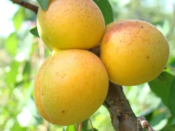 Reife Aprikosenfrüchte auf dem Baum — Stockfoto