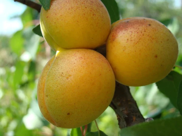 Fruits d'abricot mûrs sur l'arbre — Photo