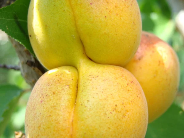 Fruta madura de albaricoque en el árbol — Foto de Stock