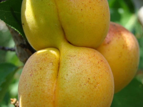 Fruta madura de albaricoque en el árbol — Foto de Stock