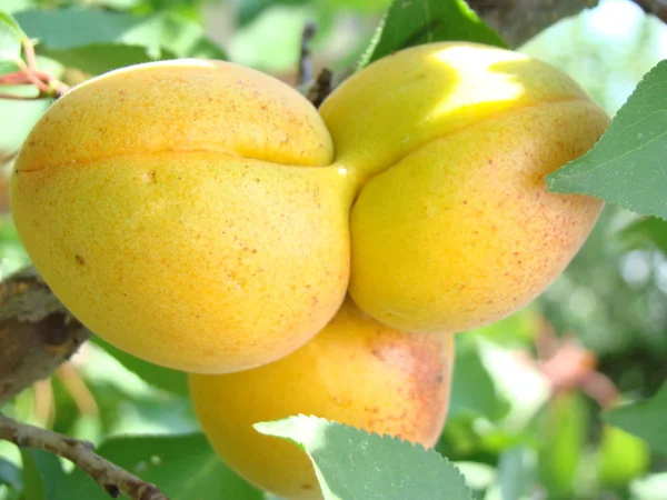 Fruta madura de albaricoque en el árbol — Foto de Stock