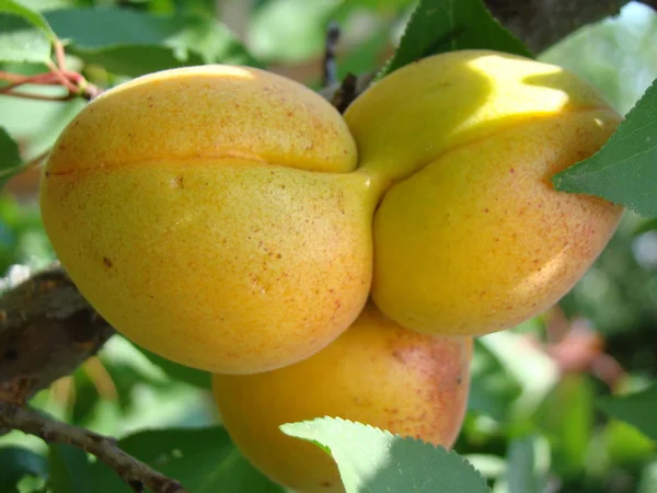 Fruta madura de albaricoque en el árbol — Foto de Stock