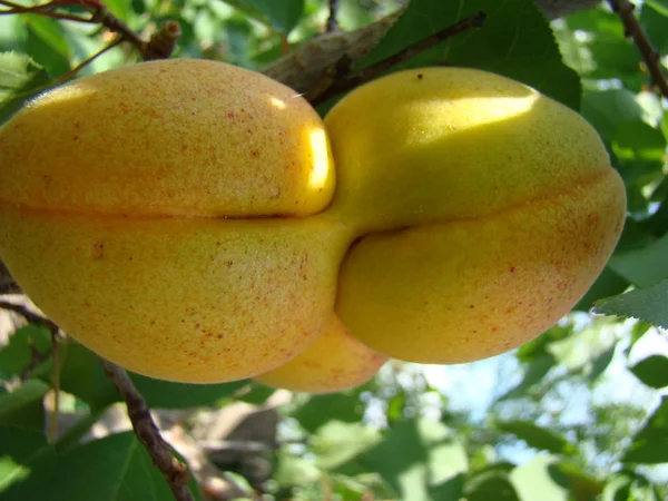 Спелые плоды абрикоса на дереве — стоковое фото