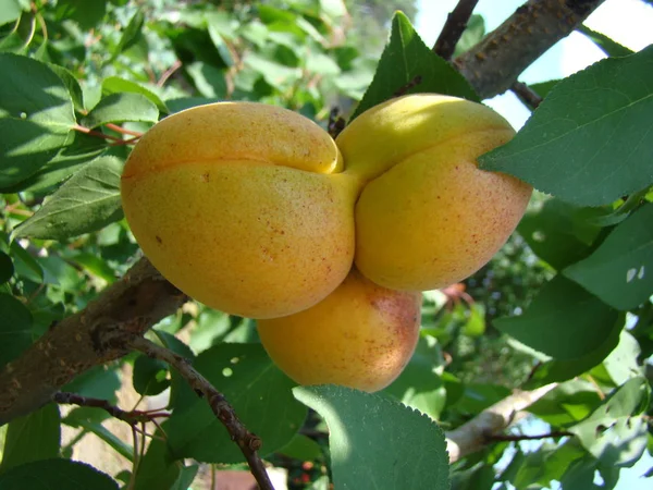 Érett sárgabarack gyümölcs a fán — Stock Fotó