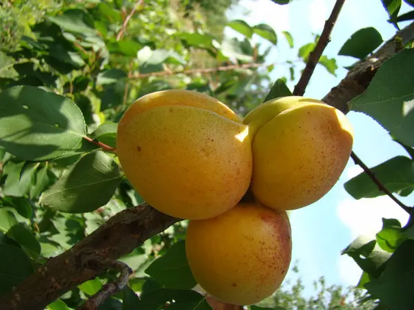 Olgun kayısı meyve ağacı üzerinde — Stok fotoğraf