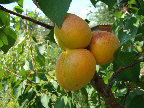 Fruta madura de albaricoque en el árbol — Foto de Stock