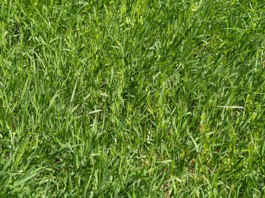 yakın kadar çim çimen