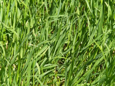 yakın kadar çim çimen