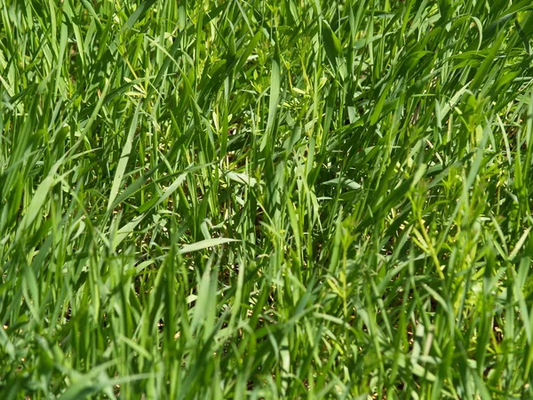 Grass close up,grass — Stock Photo, Image