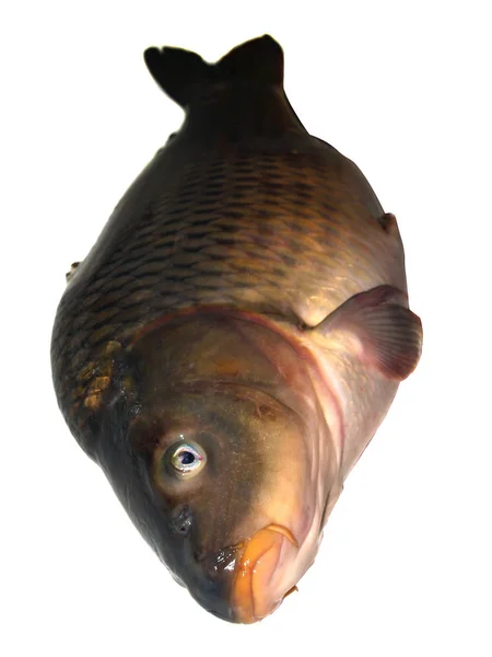 Beyaz arkaplanda sazan balığı — Stok fotoğraf