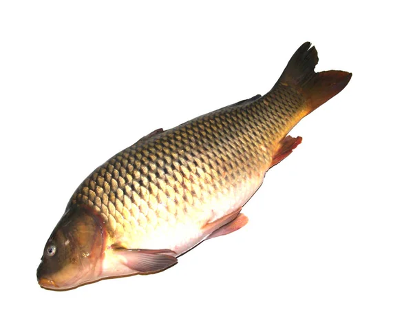 Carpa sobre fondo blanco — Foto de Stock